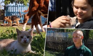 «Корів виводили пішки на світанку… У кожної дитини - свій кіт і своя собака… Забрали всіх». Щемлива історія евакуації багатодітної родини з Нікопольщини (відео)