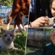 «Корів виводили пішки на світанку… У кожної дитини - свій кіт і своя собака… Забрали всіх». Щемлива історія евакуації багатодітної родини з Нікопольщини (відео)