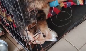 Дуже багато хворих, лікувати немає за що: потрібна допомога притулку для тварин у Нікополі (відео)