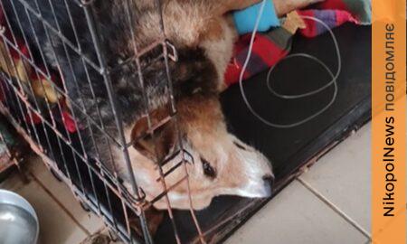 Дуже багато хворих, лікувати немає за що: потрібна допомога притулку для тварин у Нікополі (відео)