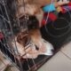 Дуже багато хворих, лікувати немає