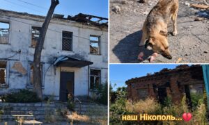 «Погодувала собак серед руїн, а котика не знайшла»: у Нікополі волонтерка ризикнула життям, аби врятувати тварину (відео)