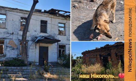 «Погодувала собак серед руїн, а котика не знайшла»: у Нікополі волонтерка ризикнула життям, аби врятувати тварину (відео)