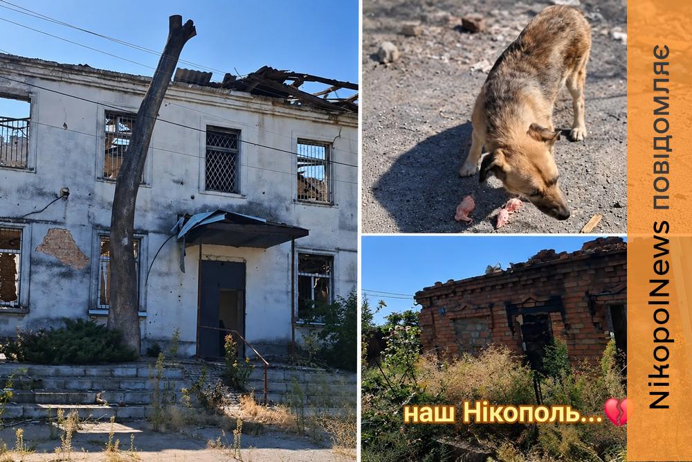«Погодувала собак серед руїн, а котика не знайшла»: у Нікополі волонтерка ризикнула життям, аби врятувати тварину (відео)