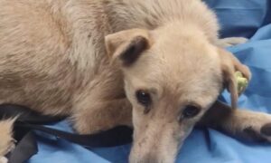 Більше тижня ховалася з розірваною лапою: у Нікополі рятують дику собаку Білку (відео)