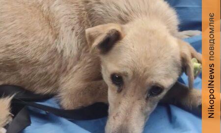 Більше тижня ховалася з розірваною лапою: у Нікополі рятують дику собаку Білку (відео)