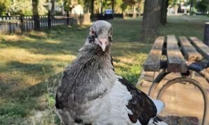 Ясно і без опадів: погода у Нікополі 25 вересня