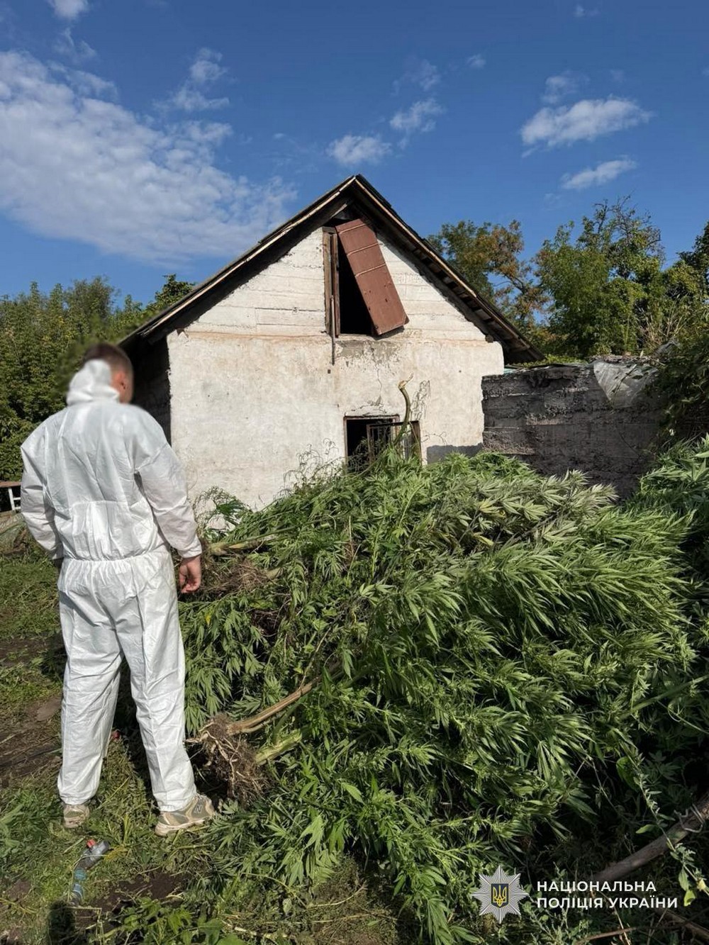 У Нікополі, Покрові і ще низці міст області провели операцію «Джентельмени» та виявили незаконні посіви коноплі (фото)
