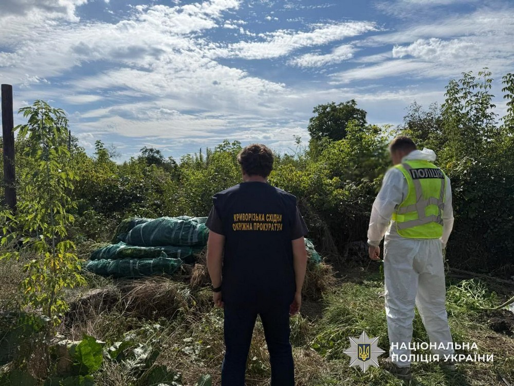 У Нікополі, Покрові і ще низці міст області провели операцію «Джентельмени» та виявили незаконні посіви коноплі (фото)