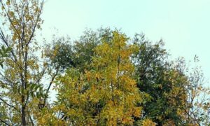 погода у Нікополі