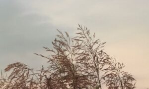 погода у Нікополі 15 вересня