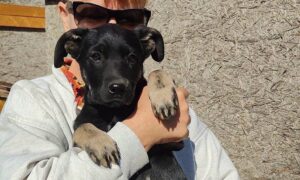 «Як може вижити дитина там, де вже люди не живуть?»: у Нікополі хтось викинув щеня – для нього шукають родину
