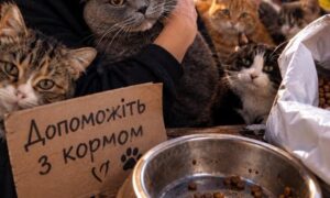 «Коли мої підопічні голодні, у мене починається паніка»: притулок для котів у Нікополі потребує допомоги