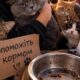 «Коли мої підопічні голодні, у мене починається паніка»: притулок для котів у Нікополі потребує допомоги