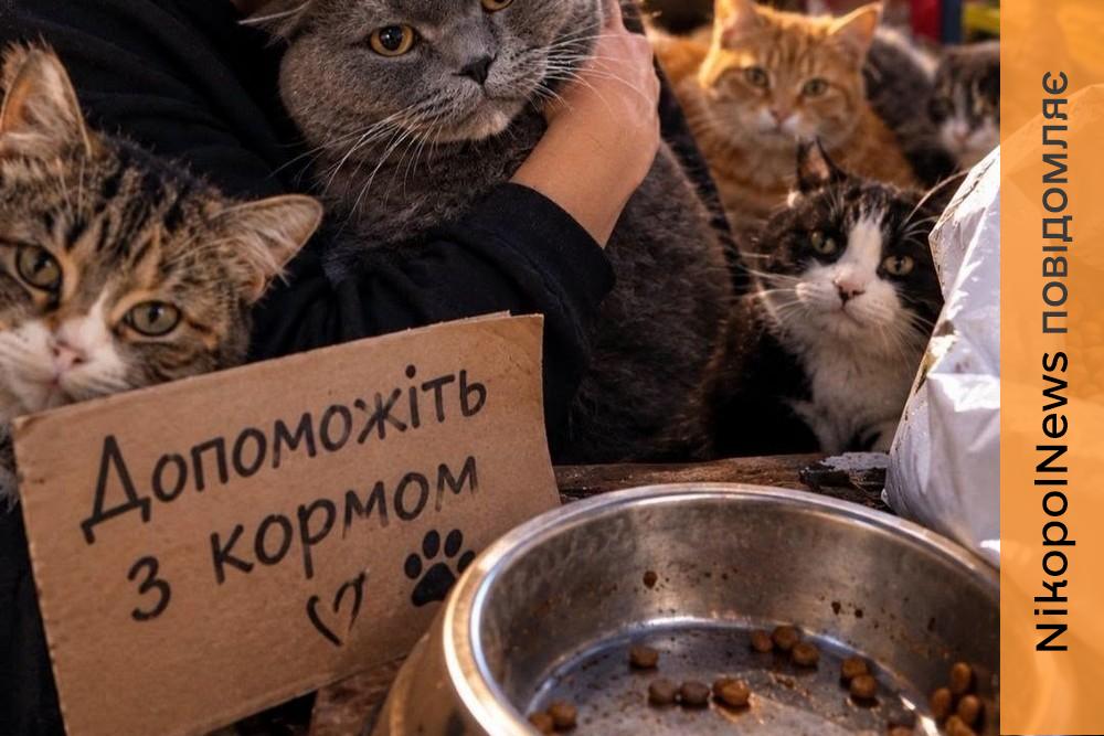 «Коли мої підопічні голодні, у мене починається паніка»: притулок для котів у Нікополі потребує допомоги