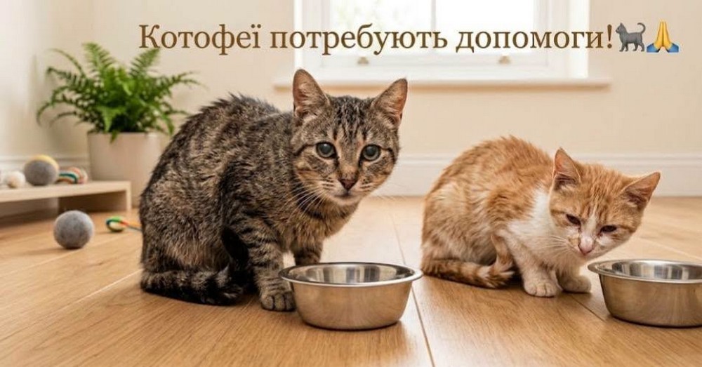 «Коли мої підопічні голодні, у мене починається паніка»: притулок для котів у Нікополі потребує допомоги