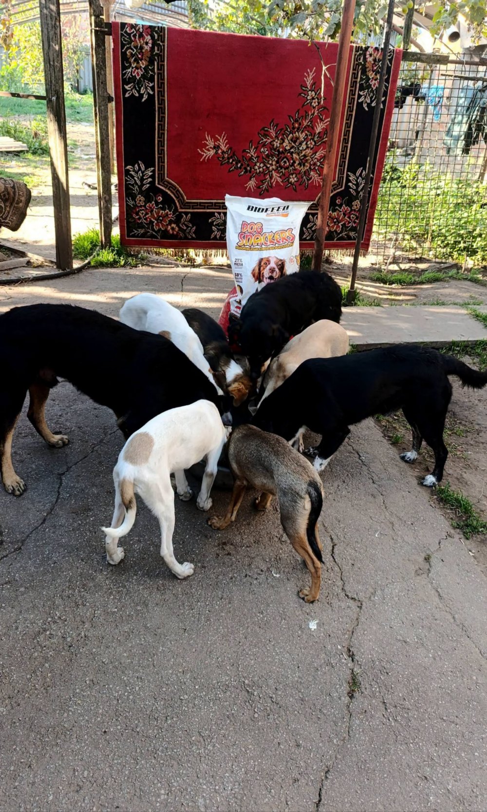 Нікополя 2