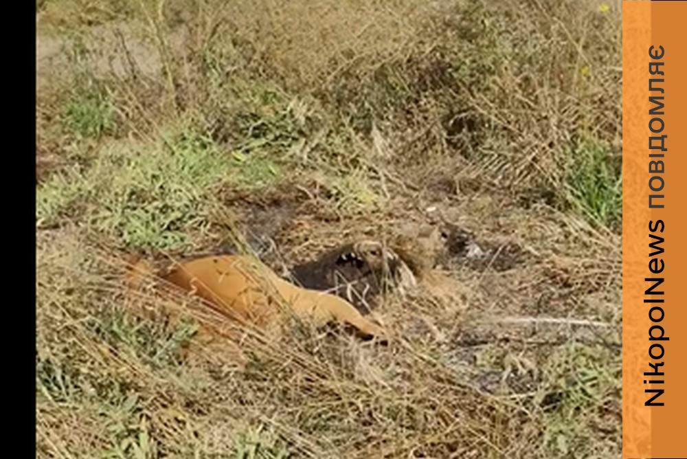 Хто загубив, не шукайте… У Нікополі вбило струмом собак після вибуху (відео)