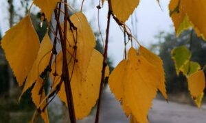 погода у Нікополі