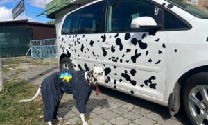 у Нікополі 4